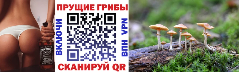 маркетплейс Telegram  Костомукша  Галлюциногенные грибы Psilocybine cubensis 